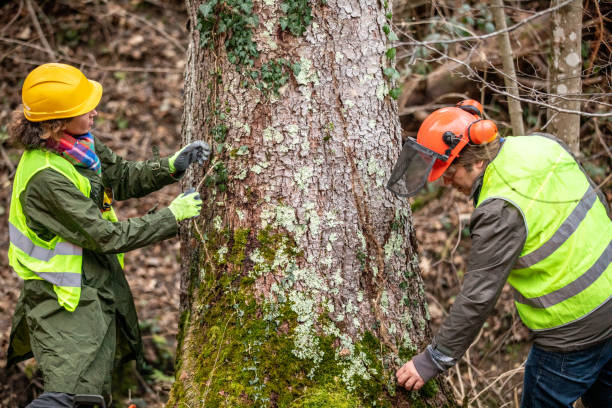 How Our Tree Care Process Works  in  Milam, TX