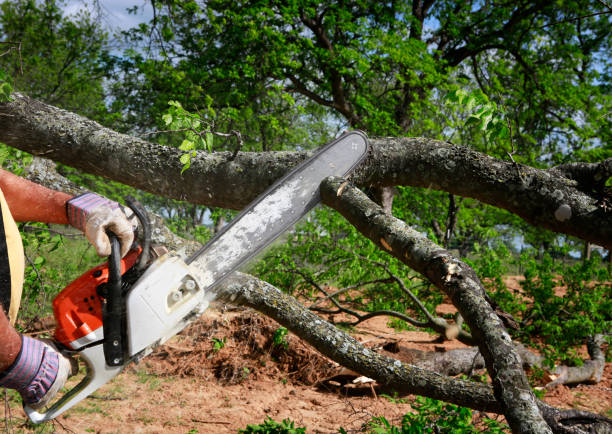 Best Firewood Processing and Delivery  in Milam, TX